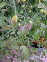 tomate1.webp