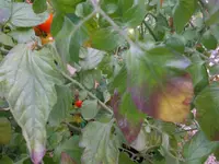 tomate2.webp