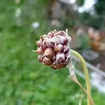 schlangenknobi.webp