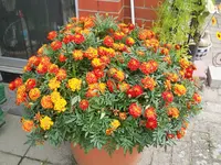 1600verkleinert.webp