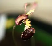 1248628449_seidenakazieulli1.webp