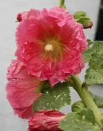 IMG_2898.webp