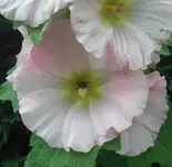 Juli0019.webp