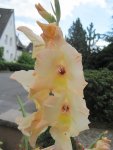 Gladiole 002.JPG