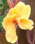 Canna-Pink Sunburst-, 10.08.12.jpg