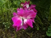 CIMG6348.webp