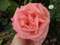 CIMG6364.webp