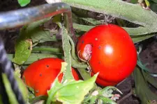 CIMG4642neu.webp