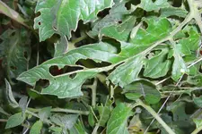 CIMG4643neu.webp