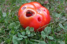 CIMG4652neu.webp