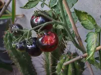Bild 003.webp