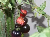 Bild 005.webp