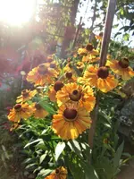 CIMG1083.webp