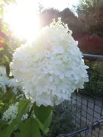 CIMG1104.webp