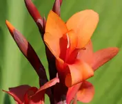 Canna nah.webp