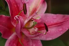 rosa Lilie 120730_2.webp