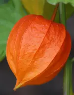 Physalis.webp