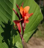 Canna mit Schatten.webp