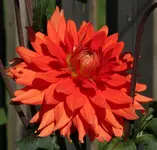 Dahlie 120810.webp