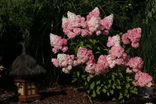 Vanille fraise 120811.webp