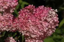 Vanille fraise Blüte.webp