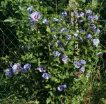 Hibiscus 120811.webp