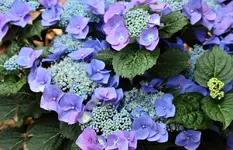 blaue Tellerhortensie blüht_1000.webp