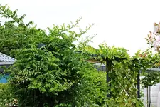 Campsis Radicans und gelber Wein an Pergola_600.webp
