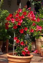 Dipladenia_500.webp