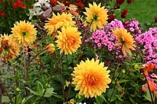 gelbe Dahlie_gut 1 m hoch_1000.webp