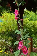 pinkige Stockrose_500.webp