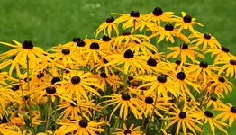 Rudbeckie in voller Blüte_1000.webp