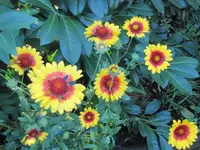005.webp