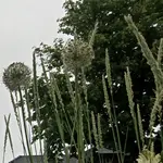 unbekanntePflanze.webp