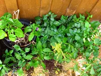 peppers_2013.webp