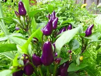 pepper_aurora.webp
