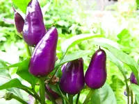 pepper_aurora_1.webp