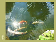 Koi.webp