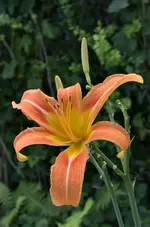 DSC_9716 Taglilie.webp