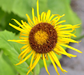 DSC_9710 Atlant.webp