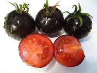 tomato_indigo_rose_0.webp
