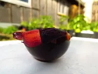 tomato_indigo_rose_4.webp