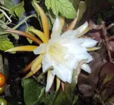 DSC03148 - 2012-08-11 - epi-blüte.webp