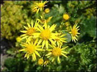 jakobskreuzkrautblueten[1].webp