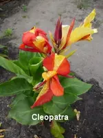 33 (2).webp