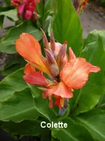 42.webp