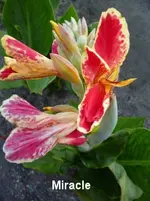 75.webp