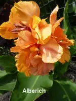 84.webp