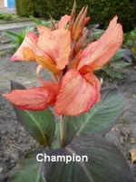 champion (2).webp