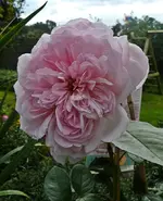 Rose Prinzessin Alexandra dé Luxembourg a.webp